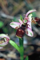 Ophrys umbilicata