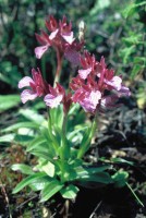 Anacamptis papilionacea