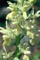 Orchis provincialis