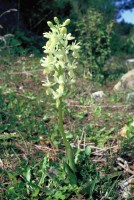 Orchis provincialis