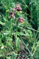 Ophrys tenthredinifera