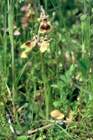 Ophrys tenthredinifera