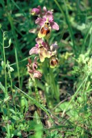 Ophrys tenthredinifera