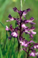 Anacamptis morio