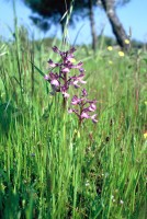 Anacamptis morio