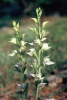 Cephalanthera epipactoides