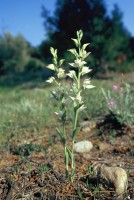 Cephalanthera epipactoides