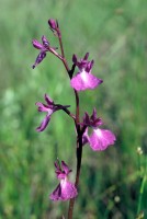 Anacamptis palustris