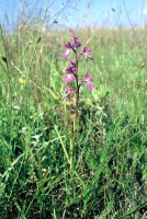 Anacamptis palustris