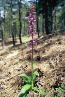 Orchis mascula subsp. pinetorum