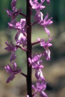 Orchis mascula subsp. pinetorum