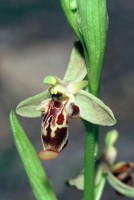 Ophrys isaura