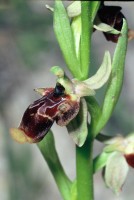 Ophrys isaura