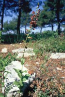 Epipactis helleborine