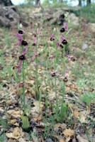 Ophrys konyana