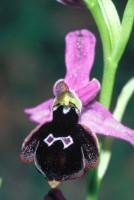 Ophrys konyana