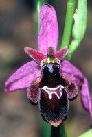 Ophrys konyana