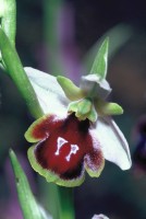 Ophrys konyana