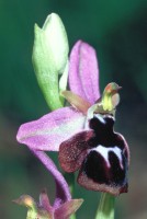 Ophrys konyana