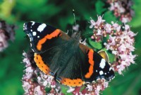 Vanessa atalanta