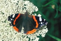 Vanessa atalanta