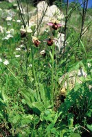 Ophrys lesbis