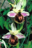 Ophrys lesbis