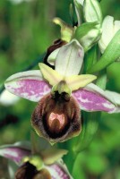 Ophrys lesbis