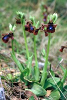 Ophrys speculum