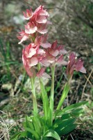 Anacamptis papilionacea