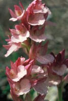 Anacamptis papilionacea