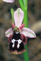 Ophrys reinholdii