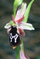 Ophrys reinholdii