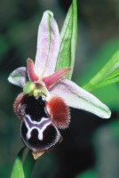 Ophrys reinholdii