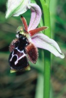 Ophrys reinholdii