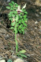 Ophrys reinholdii