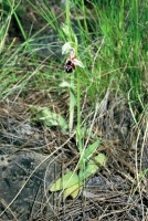 Ophrys reinholdii