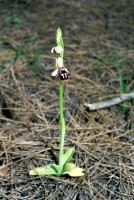 Ophrys reinholdii