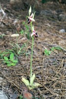 Ophrys reinholdii