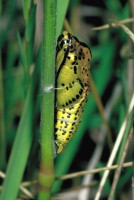 Aporia crataegi