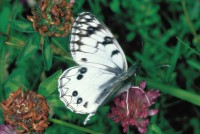 Melanargia arge