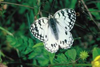 Melanargia arge