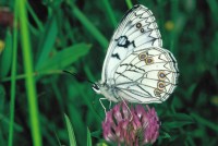 Melanargia arge