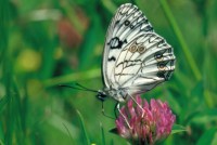 Melanargia arge