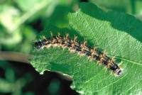 Nymphalis polychloros
