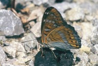 Limenitis populi