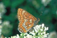 Euphydryas maturna