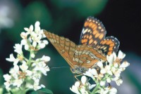 Euphydryas maturna