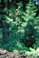 Epipactis microphylla