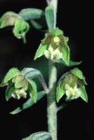 Epipactis microphylla